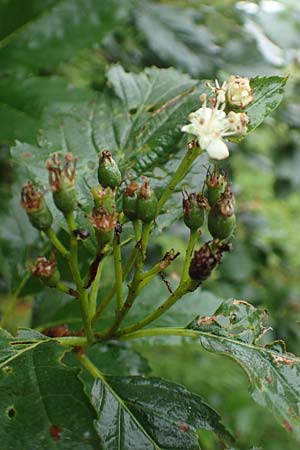 Sorbus lonetalensis \ Lonetal-Mehlbeere / Lonetal Whitebeam, D Lonetal bei/near Bissingen 9.6.2016