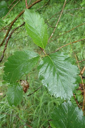 Sorbus lonetalensis / Lonetal Whitebeam, D Lonetal near Bissingen 9.6.2016