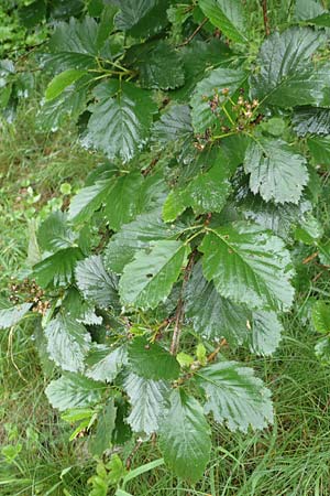 Sorbus lonetalensis \ Lonetal-Mehlbeere / Lonetal Whitebeam, D Lonetal bei/near Bissingen 9.6.2016