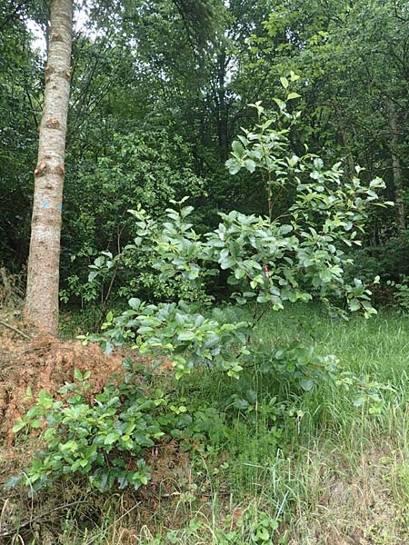Sorbus lonetalensis \ Lonetal-Mehlbeere / Lonetal Whitebeam, D Lonetal bei/near Bissingen 9.6.2016