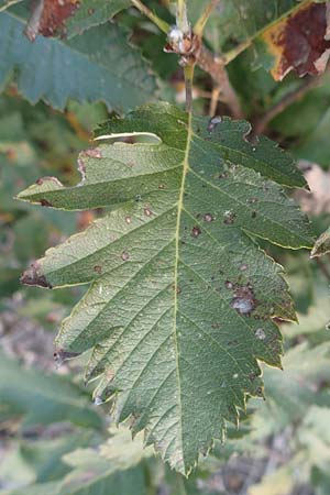 Sorbus x pinnatifida \ Bastard-Eberesche / Hybrid Whitebeam, D Mannheim 23.9.2016