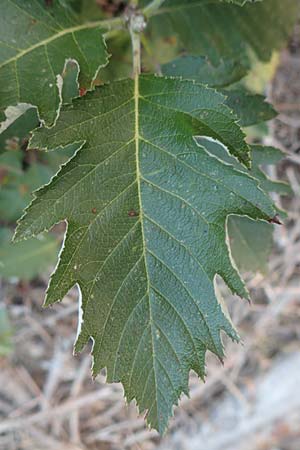 Sorbus x pinnatifida \ Bastard-Eberesche, D Mannheim 23.9.2016