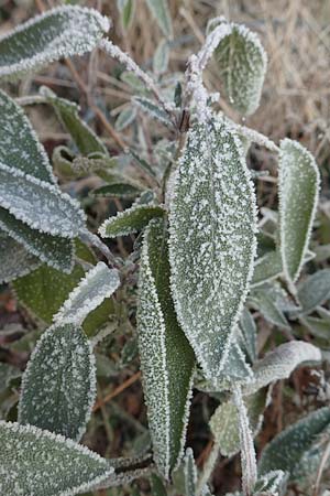 Salvia officinalis \ Echte Salbei, D Pforzheim 1.1.2017