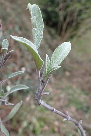 Salvia officinalis \ Echte Salbei / Common Sage, D Heidelberg 17.3.2017