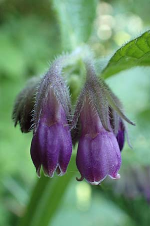 Symphytum officinale \ Gewhnlicher Arznei-Beinwell / Common Comfrey, D Mannheim 8.5.2018