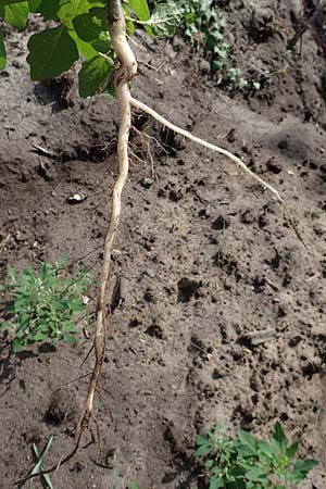 Solanum nigrum \ Schwarzer Nachtschatten, D Celle 24.8.2018