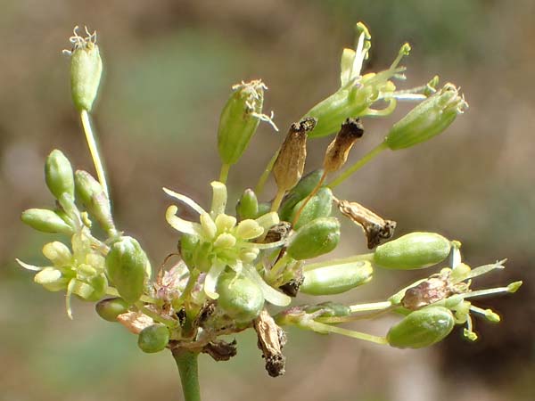 Silene otites \ Ohrlffel-Leimkraut / Spanish Catchfly, D Sandhausen 16.8.2019