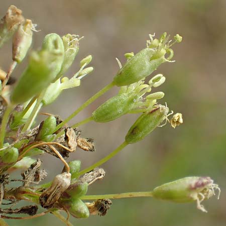 Silene otites \ Ohrlffel-Leimkraut / Spanish Catchfly, D Sandhausen 16.8.2019