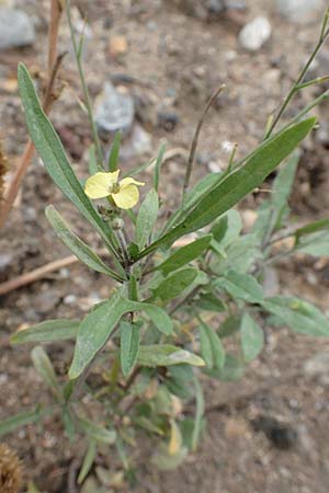 Sisymbrium orientale \ Orientalische Rauke / Eastern Rocket, D Mannheim 15.10.2019