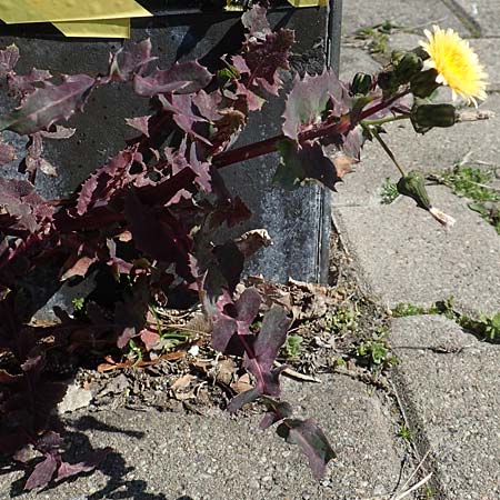 Sonchus oleraceus \ Kohl-Gnsedistel, D Mannheim 6.4.2020