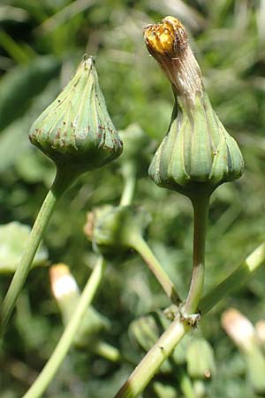 Sonchus asper \ Raue Gnsedistel / Prickly Sow-Thistle, D Kollerinsel 6.5.2020