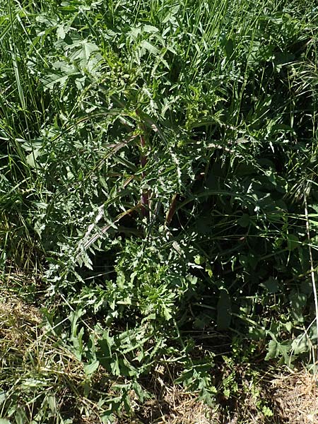 Sonchus asper \ Raue Gnsedistel / Prickly Sow-Thistle, D Kollerinsel 6.5.2020