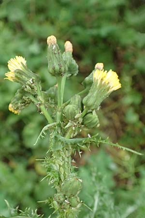 Sonchus asper \ Raue Gnsedistel, D Mannheim 13.5.2020