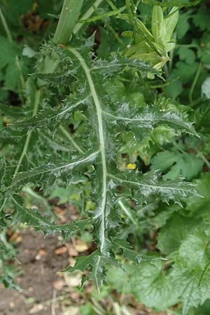 Sonchus asper \ Raue Gnsedistel / Prickly Sow-Thistle, D Mannheim 13.5.2020