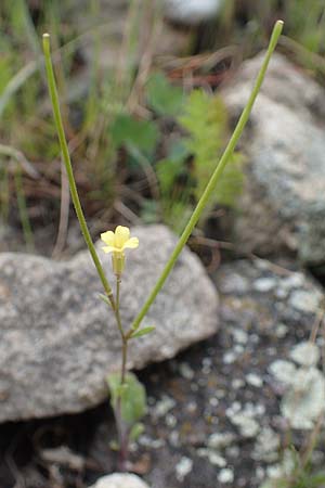 Sisymbrium orientale \ Orientalische Rauke / Eastern Rocket, D Mannheim 15.5.2021