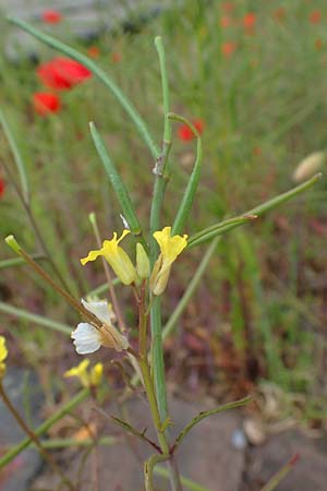 Sisymbrium orientale \ Orientalische Rauke / Eastern Rocket, D Mannheim 15.5.2021