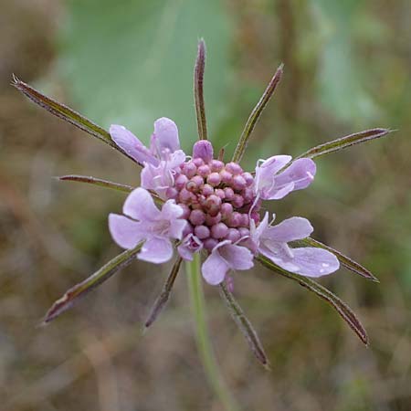 Scabiosa ochroleuca \ Gelbe Skabiose, D Thüringen, Heldrungen 16.6.2023