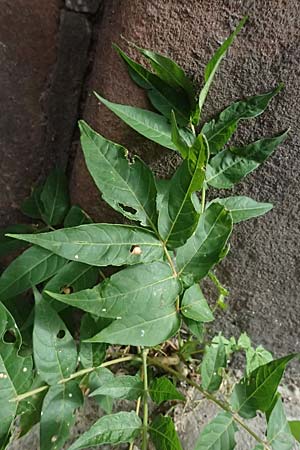 Sophora japonica \ Japanischer Schnurbaum, D Ludwigshafen 20.9.2023