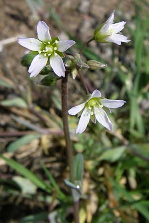 Holosteum umbellatum / Jagged Chickweed, D Oftersheim 12.4.2008