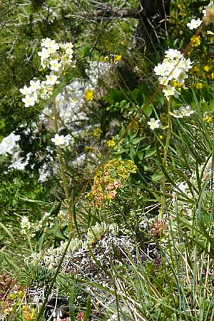 Saxifraga paniculata \ Rispen-Steinbrech, Trauben-Steinbrech / Livelong Saxifrage, D Fridingen 3.6.2015