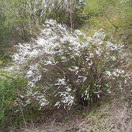 Spiraea vanhouttei \ Pracht-Spierstrauch / Meadowsweet, D Langgöns 25.4.2015