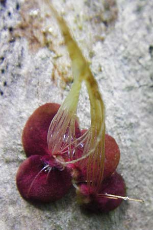 Spirodela polyrhiza \ Vielwurzelige Teichlinse / Greater Duckweed, D Groß-Gerau 25.6.2015