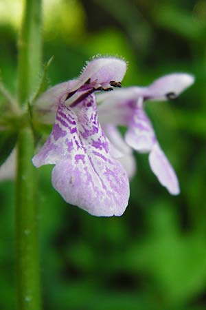 Stachys palustris \ Sumpf-Ziest / Marsh Woundwort, D Mannheim 30.8.2015