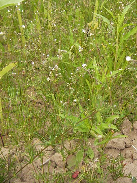 Spergula arvensis \ Acker-Sprgel / Corn Spurrey, D Großheubach-Rosshof 16.7.2016