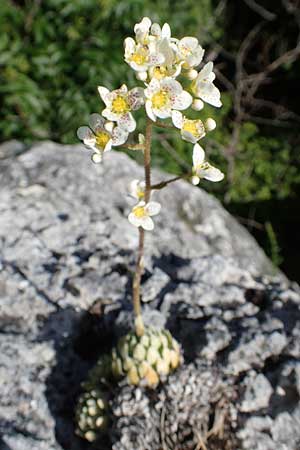 Saxifraga paniculata / Livelong Saxifrage, D Fridingen 3.6.2015