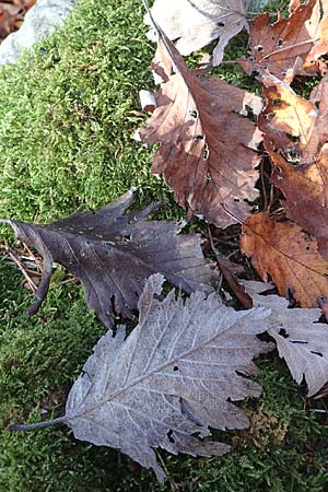 Sorbus pulchra \ Schne Mehlbeere / Goessweinstein Whitebeam, D Franken/Franconia Gößweinstein 4.11.2015