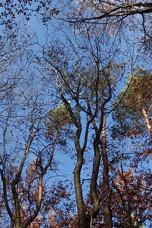 Sorbus pulchra \ Schne Mehlbeere / Goessweinstein Whitebeam, D Franken/Franconia Gößweinstein 4.11.2015