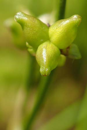 Scheuchzeria palustris \ Blumenbinse, Blasensimse, D Pfronten 28.6.2016