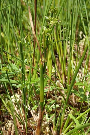 Scheuchzeria palustris / Rannoch Rush, Marsh Scheuchzeria, D Pfronten 28.6.2016