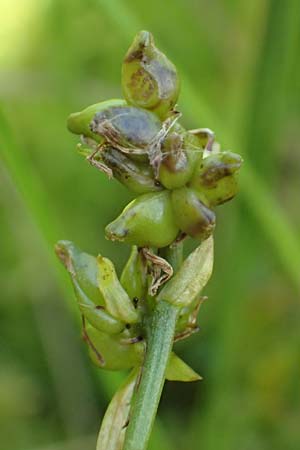 Scheuchzeria palustris \ Blumenbinse, Blasensimse, D Pfronten 28.6.2016