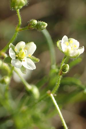 Spergula arvensis / Corn Spurrey, D Odenwald, Hammelbach 27.8.2016