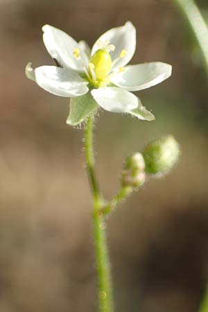 Spergula arvensis / Corn Spurrey, D Odenwald, Hammelbach 27.8.2016