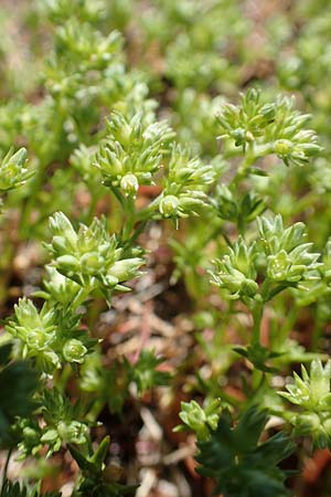 Scleranthus polycarpos \ Triften-Knuelkraut / German Knotweed, D Schwarzwald/Black-Forest, Belchen 27.5.2017