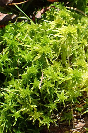 Sphagnum flexuosum \ Gekrmmtes Torfmoos / Flexuous Peat Moss, D Olfen 19.8.2017