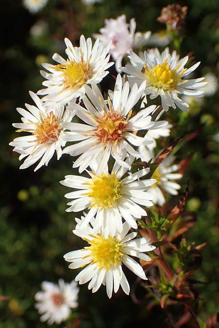 Symphyotrichum spec1 ? \ Herbst-Aster, D Mannheim,  Friesenheimer Insel 3.10.2017