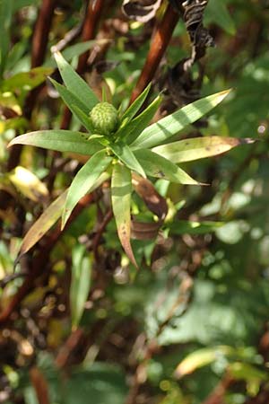 Symphyotrichum spec1 ? \ Herbst-Aster, D Mannheim,  Friesenheimer Insel 3.10.2017