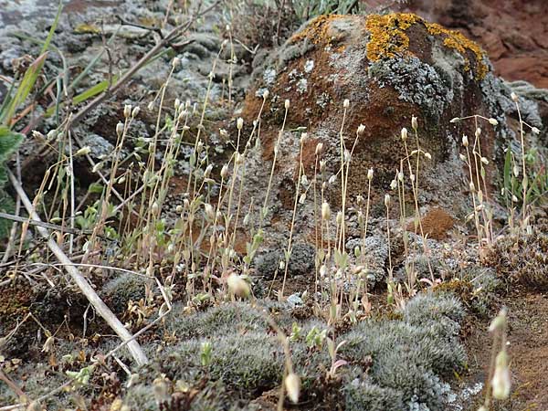 Holosteum umbellatum \ Spurre / Jagged Chickweed, D Neuleiningen 8.4.2018