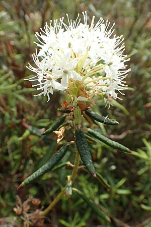 Rhododendron tomentosum \ Sumpf-Porst / Labrador Tea, D Botan. Gar.  Universit.  Bochum 22.5.2018