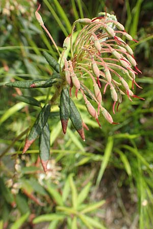 Rhododendron tomentosum / Labrador Tea, D Botan. Gar.  Universit.  Bochum 22.5.2018