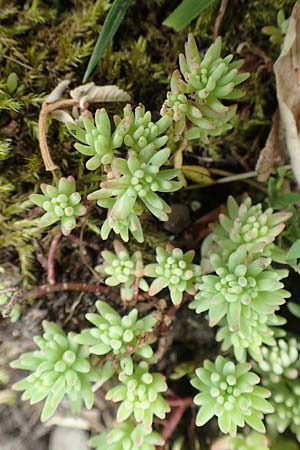 Sedum pallidum \ Bleiche Fetthenne, D Krefeld 23.5.2018