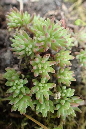 Sedum pallidum \ Bleiche Fetthenne, D Krefeld 23.5.2018