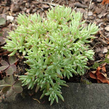 Sedum pallidum \ Bleiche Fetthenne / Turkish Stonecrop, D Krefeld 23.5.2018