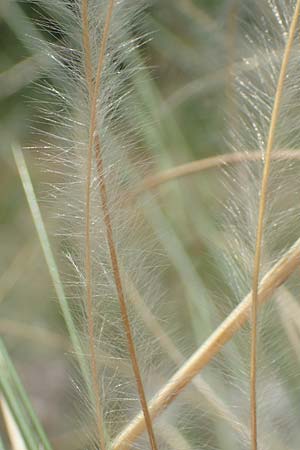 Stipa pulcherrima \ Groes Federgras, Gelbscheidiges Federgras, D Kaiserstuhl,  Burkheim 19.6.2008