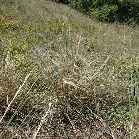 Stipa pulcherrima \ Groes Federgras, Gelbscheidiges Federgras, D Kaiserstuhl,  Burkheim 19.6.2008