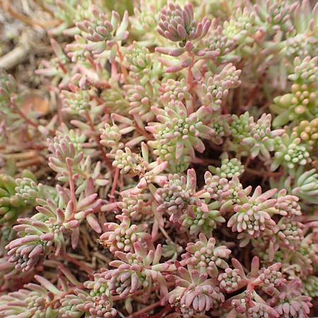 Sedum pallidum \ Bleiche Fetthenne / Turkish Stonecrop, D Eifel, Dreiborn 9.7.2018