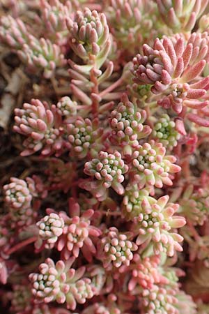 Sedum pallidum \ Bleiche Fetthenne, D Eifel, Dreiborn 9.7.2018